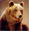 orso_marsicano_03.jpg (41789 byte)