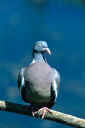 sereno0002.jpg (7715 byte)