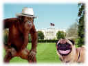 berlusconi-bush.jpg (41502 byte)